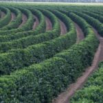 Especialista em Inteligência Artificial Revoluciona o Agronegócio Brasileiro com Nova Plataforma