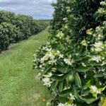 Brasil Alcança Marca Inédita de 800 Mil Toneladas de Embalagens Vazias de Defensivos Agrícolas Destinadas Corretamente