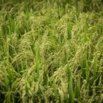 Epagri apresenta nova variedade de arroz irrigado com alta produtividade