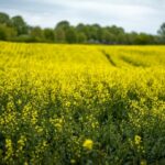 Seca no Nordeste afeta produção de cana e ameaça safra futura