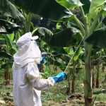 Controle da Sigatoka-Negra Impulsiona a Produção de Banana na Amazônia Ocidental