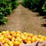 Mercados agrícolas enfrentam pressões políticas e climáticas no início da semana