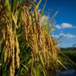 Colheita de Soja no Brasil Atinge 15% da Área Cultivada, Impulsionada por Paraná e Mato Grosso