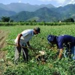 Brasil amplia mercado e poderá exportar farinhas e gorduras de peixes para a Bolívia