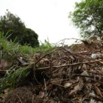 Preços do arroz se mantêm estáveis no Rio Grande do Sul