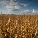 Inovação na Colheita do Arroz: Vitrines Tecnológicas Apresentam Soluções para a Produção em Terras Baixas