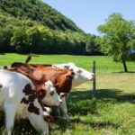 Frango: Oferta Controlada Impulsiona Preços em Janeiro, Apontam Pesquisas do Cepea