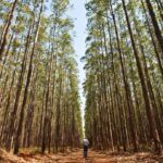 Produtores de Paraná e Goiás Conhecem Cultivares Inovadoras da TMG para Aumentar Rentabilidade e Sustentabilidade