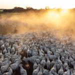 Consumo de arroz e feijão cai no Brasil e mudanças de hábito preocupam