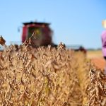 Calor extremo prejudica citricultura e causa danos aos frutos