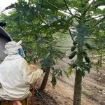 Indústria investe para se tornar líder mundial no processamento de castanhas