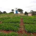 Produtores de algodão de MT têm até sábado (15) para fazer cadastro das propriedades