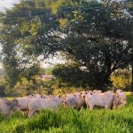 Preocupação no Setor Suinícola com a Valorização do Milho