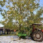 Embrapa cria “protetor” para proteger folhas e frutos do sol
