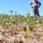 BNDES aprova R$ 150 milhões do Fundo Clima para biogás na Piracanjuba