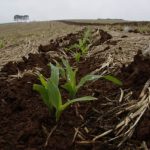 Brasil exporta 62,5 mil toneladas de arroz em fevereiro, com destino principal ao Peru