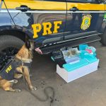 Polícia Civil cumpre novos mandados de prisão em terceira fase da Operação Dejanira