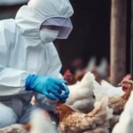 Gripe aviária é confirmada em Campinápolis (MT) e amplia vigilância nacional após surto no Rio Grande do Sul