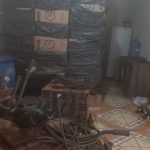 Cães da PRF ajudam a apreender maconha em mala de passageira de ônibus na BR-364