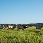 Mato Grosso firma parceria internacional de US$ 100 milhões para preservação dos biomas