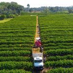 Polícia Civil deflagra Operação Tempo Extra em Mato Grosso contra grupo que movimentou milhões