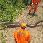 POLÍCIA RODOVIÁRIA FEDERAL E FORÇA TÁTICA APREENDEM PASTA BASE DE COCAÍNA EM CUIABÁ (MT)