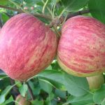 Seciteci e Fapemat divulgam lista de aprovados para fase de apresentação na 22 ª SNCT