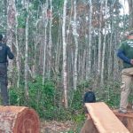 Corpo de Bombeiros combate incêndio em pastagem em chácara