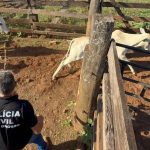 Jovem integrante de facção criminosa de Rondônia tem novo mandado de prisão cumprido em Barra do Garças