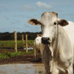 Exportações de grãos somam 153,9 milhões de toneladas e mantêm o país entre líderes globais