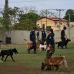 Polícia Civil cumpre busca e apreende de arma de fogo e munições em MT