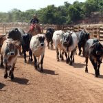 Acordo entre EUA e China agita o mercado, mas deve ter pouco efeito sobre produto brasileiro