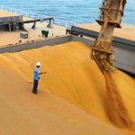 Estado inicia amanhã campanha de atualização do estoque de rebanhos