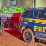 PRF apreende mais de uma tonelada de skunk em Rondonópolis