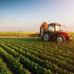 Irrigação eleva produtividade da banana e reduz tempo de colheita em Santa Catarina, aponta pesquisa da Epagri