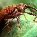 CNA pede ao STF retomada das investigações sobre a Moratória da Soja