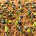 Transformação no cultivo da melancia no Brasil: modelo europeu inspira integração entre campo e varejo com a Pingo Doce