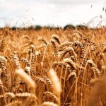 Morro da Mesa realiza simulado de acidente com produto perigoso na MT-130 e reforça preparo das equipes de emergência