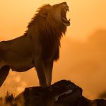 BC mantém juros elevados e crédito segue restrito para o agronegócio