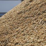 Santa Catarina lança programa de apoio para adequação de granjas suinícolas às novas regras de biosseguridade