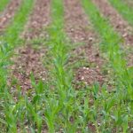 Polícia Civil prende sete pessoas e desarticula núcleo de facção envolvido com tráfico de drogas em Poxoréu