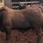 Algodão mantém preços firmes no Brasil e exportações seguem em ritmo acelerado