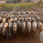 Produção mundial de algodão deve atingir maior volume desde 2017, impulsionada pelos Estados Unidos