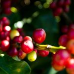 Polícia Civil deflagra “Operação Raiz do Crime” em combate ao tráfico de drogas em Araputanga