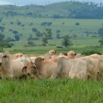 Corpo de Bombeiros localiza corpo de jovem que se afogou no Rio Sucuri