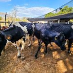 Polícia Militar resgata duas mulheres perdidas em região de mata em General Carneiro