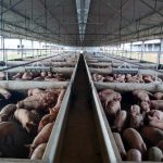 Produtor baiano moderniza cultivo de melancia com viveiro e packing próprios e impulsiona produtividade em Teixeira de Freitas