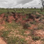 Embrapa lança novas variedades de abacaxi resistentes à fusariose e com alta produtividade