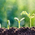 Suzano inaugura fábrica de papel tissue em Aracruz e investe R$ 1,17 bilhão no Espírito Santo