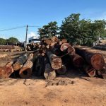 Circuito Itinerante MT Ciências visita campus da Unemat em Alta Floresta com cinco dias de programação